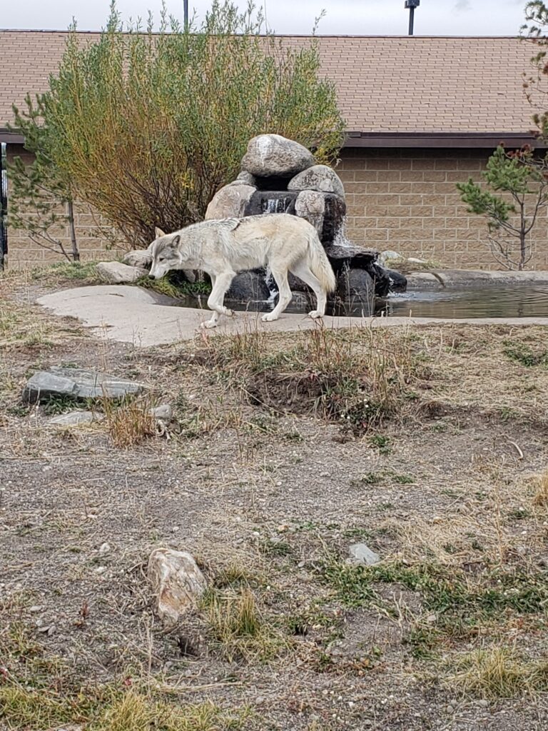 a wolf at the zoo.