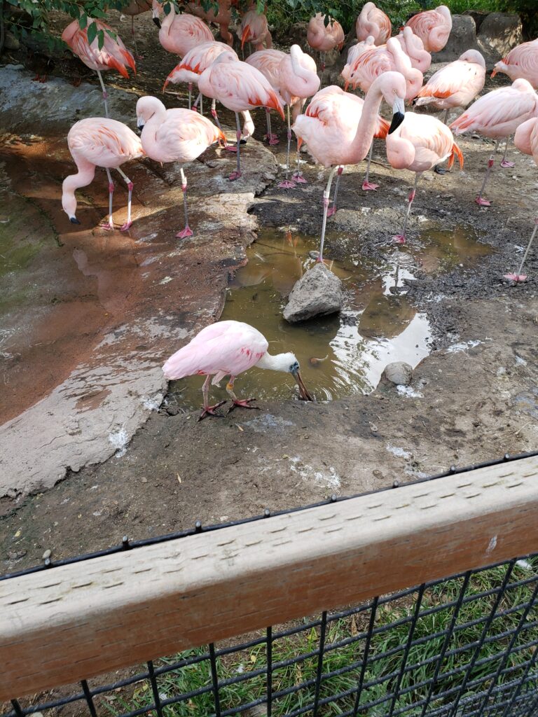 about a dozen pink flamingoes in a little bit of water.