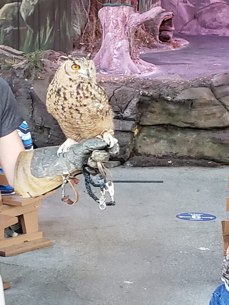 brown owl sitting on someone's hand.