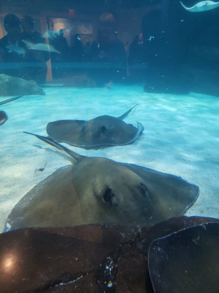 stingrays in aquarium.