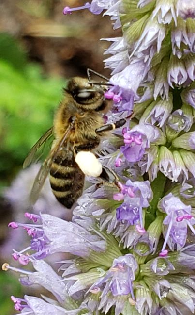 bee on purple flowers