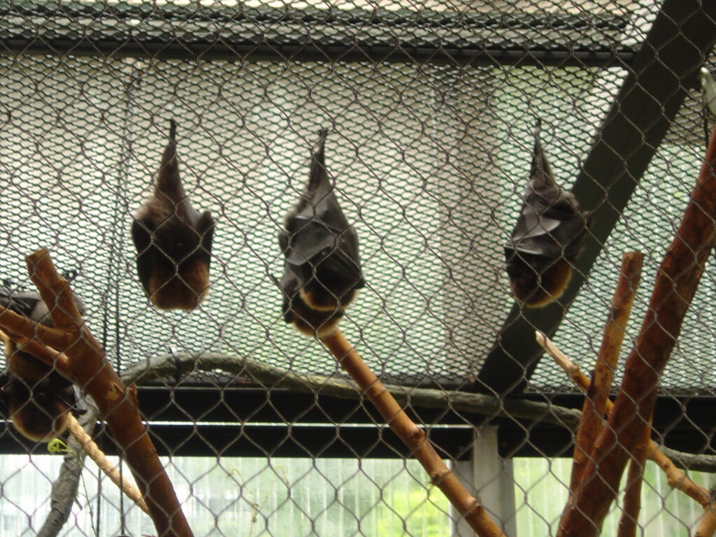 2 bats hanging from the ceiling at the zoo.