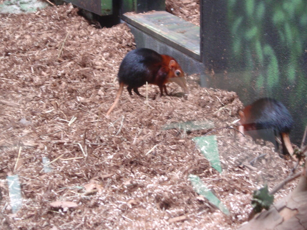 long legged mouse things with long noses-I don't know what they are called.