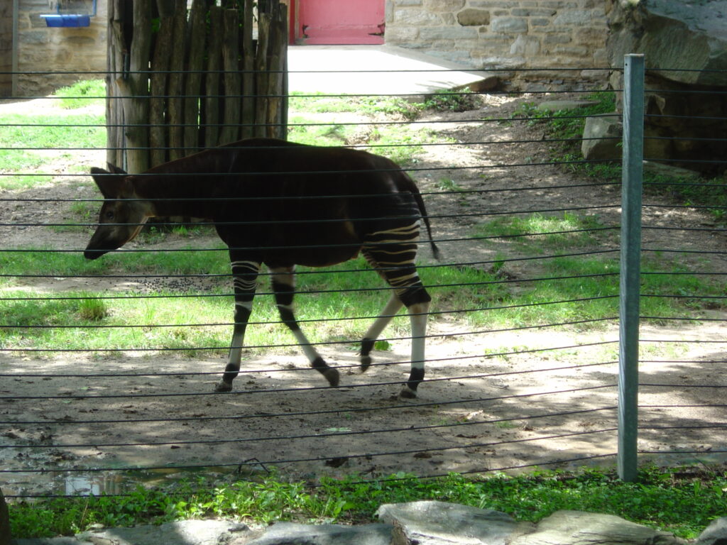 okapi at the zoo