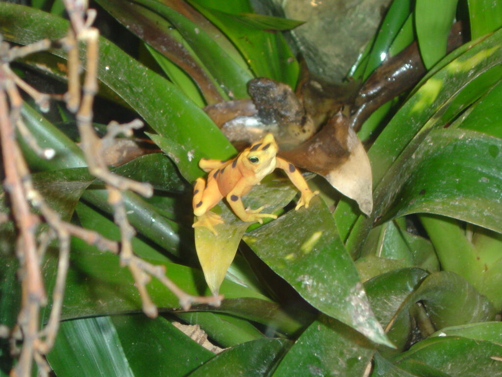 yellow frog with black spots on green leaves.