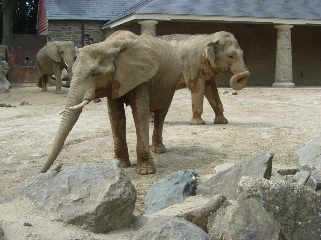 3 elephants in front of zoo enclosure.