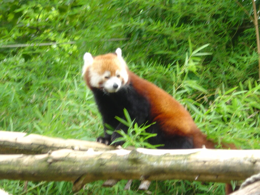 red panda.