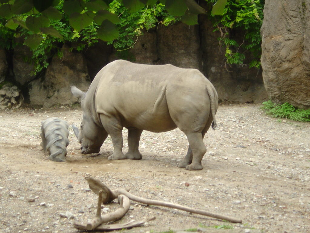 rhino at the zoo.