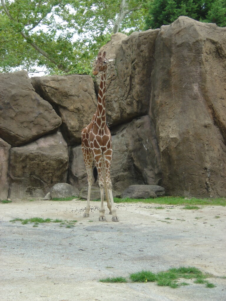 giraffe at the zoo