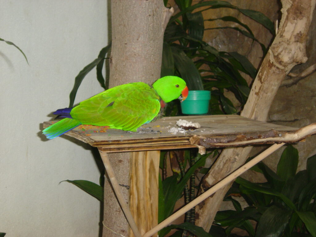 green parrot on wood stand eating