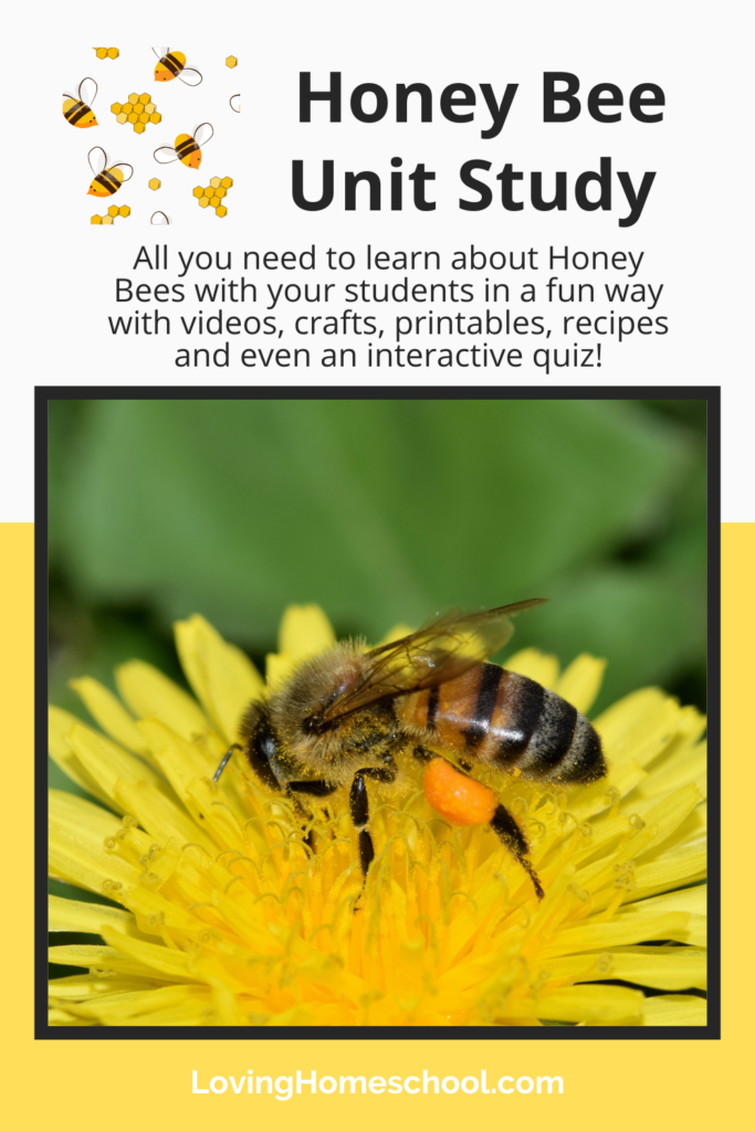 Honey Bee Unit Study Pinterest Pin