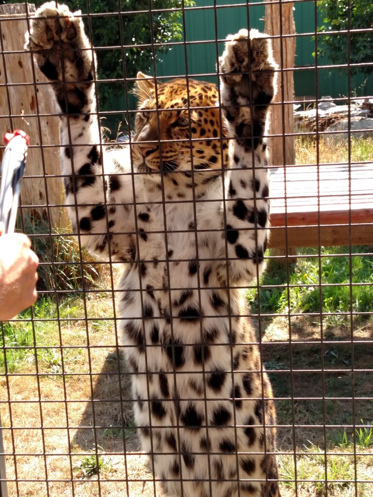 leopard standing against a fence with paws up