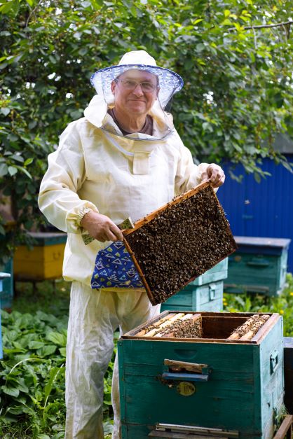 beekeeper showing a tray of bees