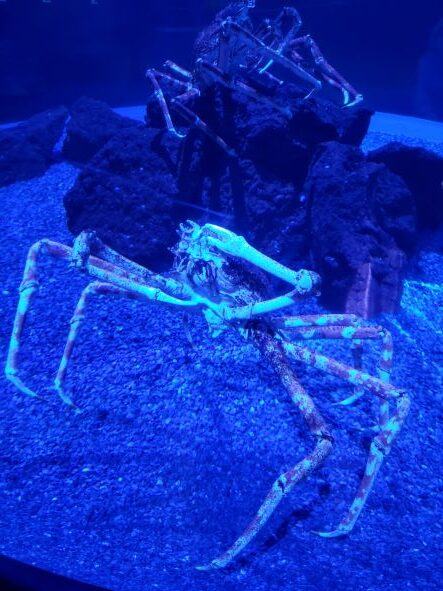 crab in aquarium