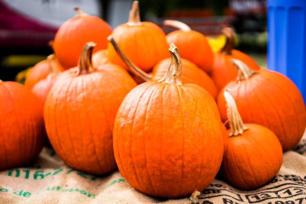 pile of orange pumpkins