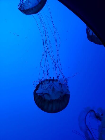 jellyfish in aquarium