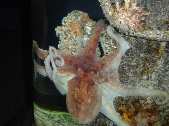 octopus in aquarium