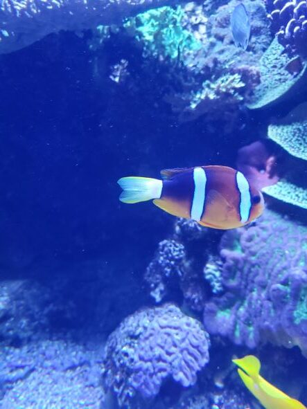 orange fish with white stripes