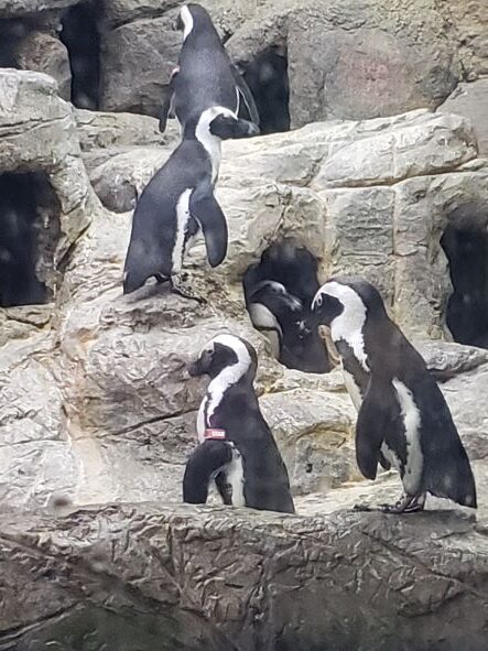 penguins in aquarium