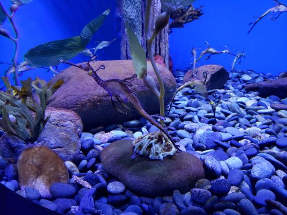 seahorse in aquarium