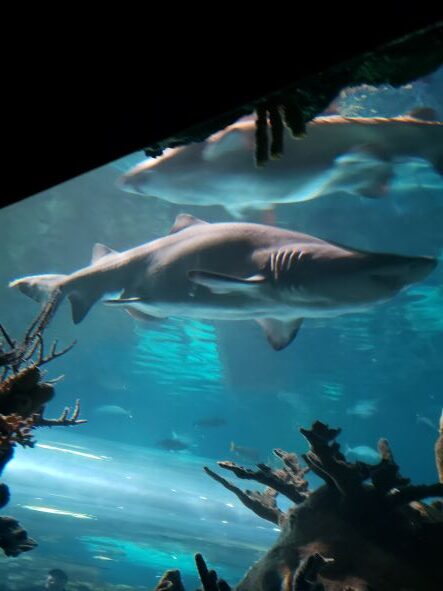 shark in aquarium