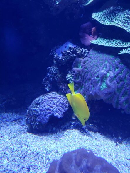 yellow fish in aquarium