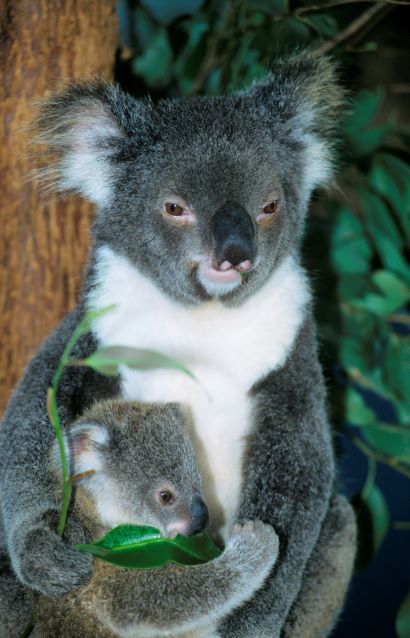 Koala mother holding baby in front of her