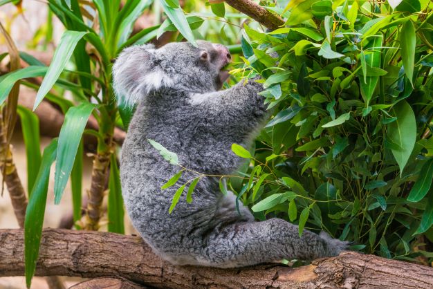 koala sitting on branch eating eucalyptus leaves.