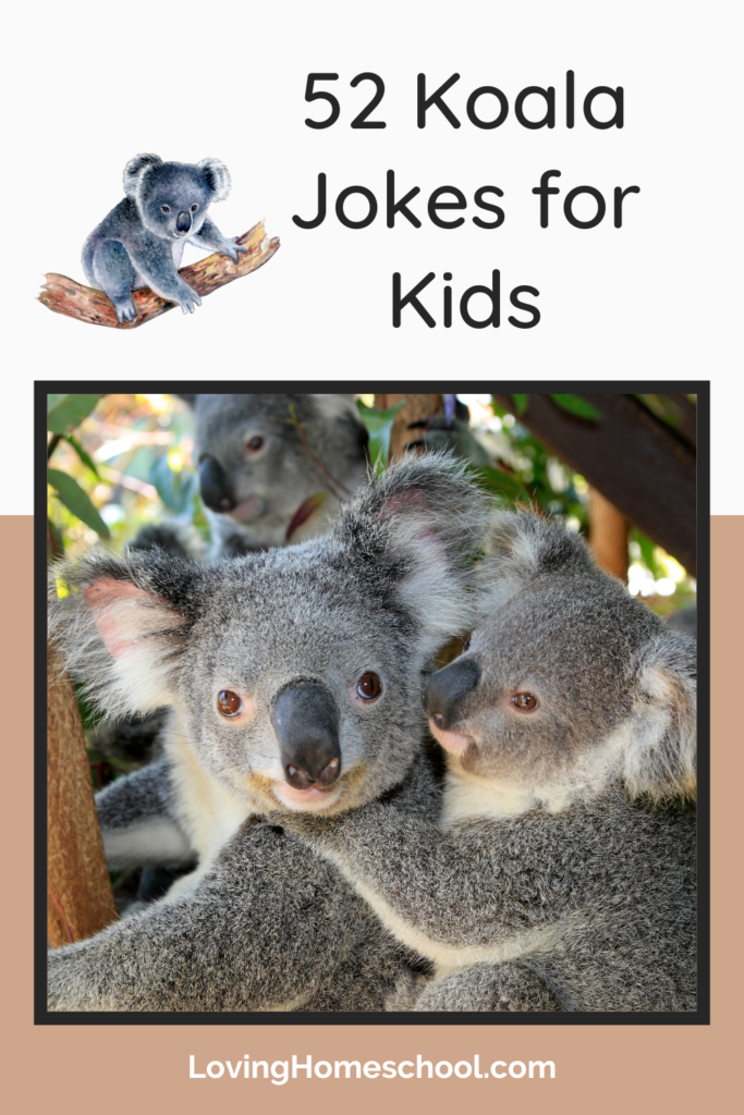 Koala Jokes for Kids Pinterest Pin