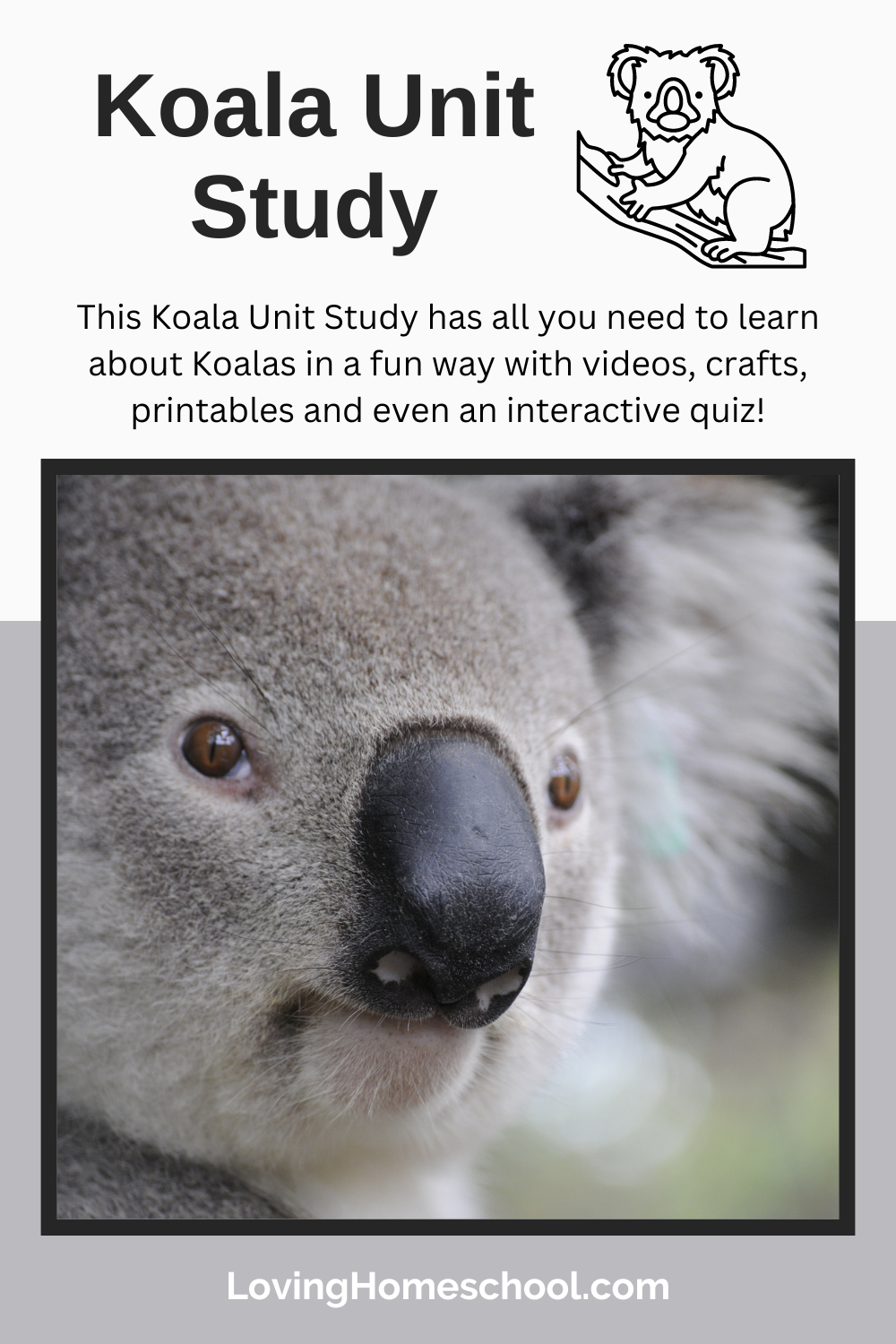Koala Unit Study Pinterest Pin