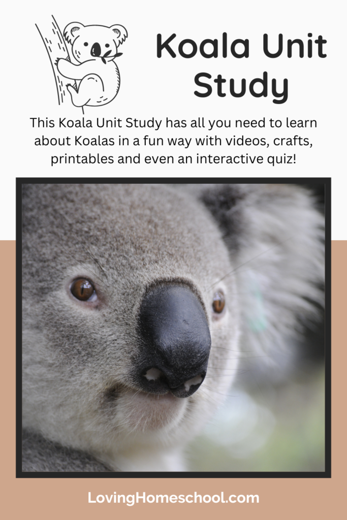 Koala Unit Study Pinterest Pin