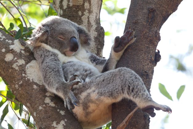 koala slouched between 3 parts of a tree sleeping.