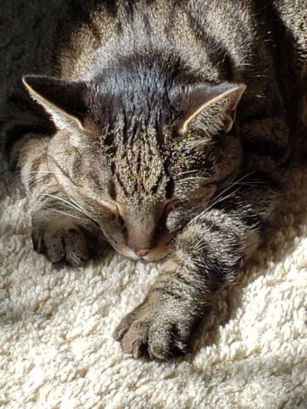 beautiful black and gray cat sleeping in the sunshine