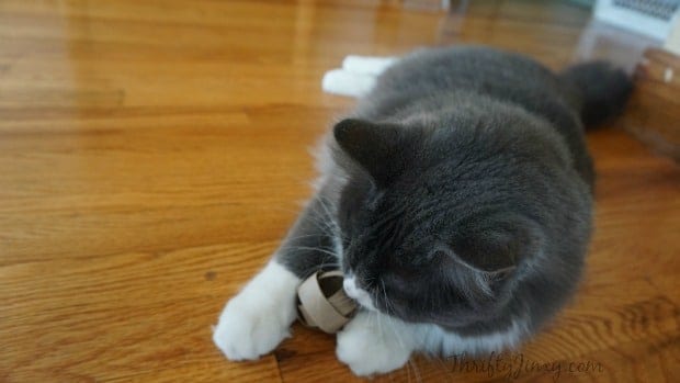 gray kitten playing with cardboard toy