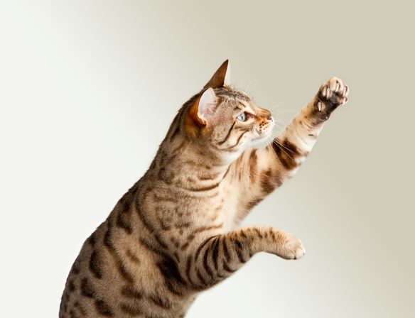 striped cat jumping with paw in the air showing claws on one paw