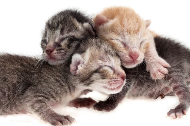 3 kittens with eyes still closed