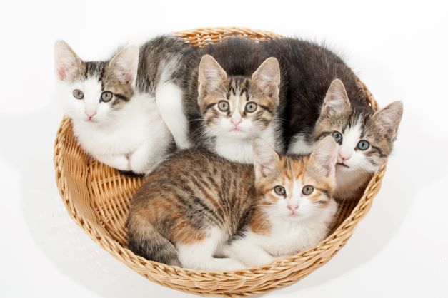 4 adorable kittens in a basket