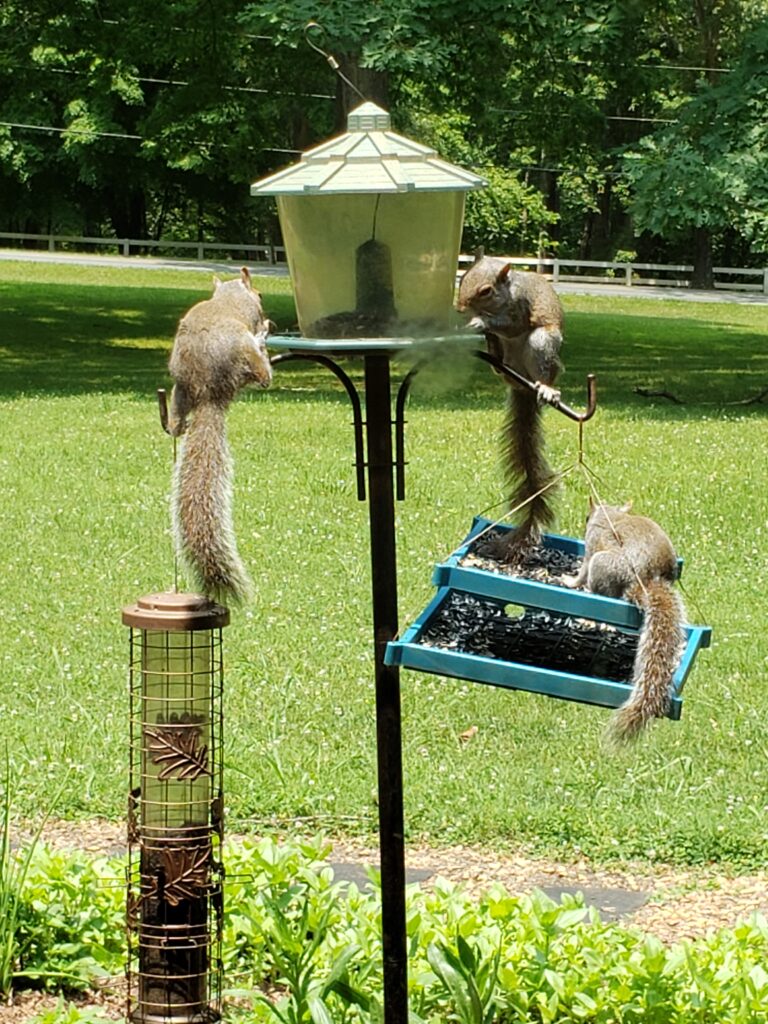 3 squirrels on birdfeeders