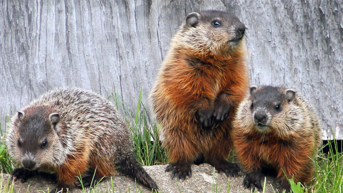 3 groundhogs