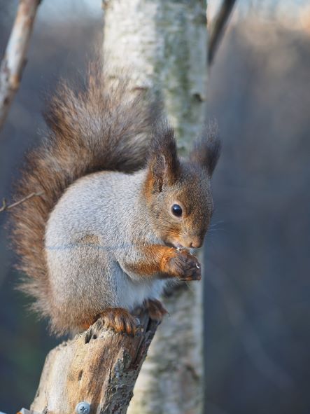 gray squirrel sitting on a tree limb eating a nut