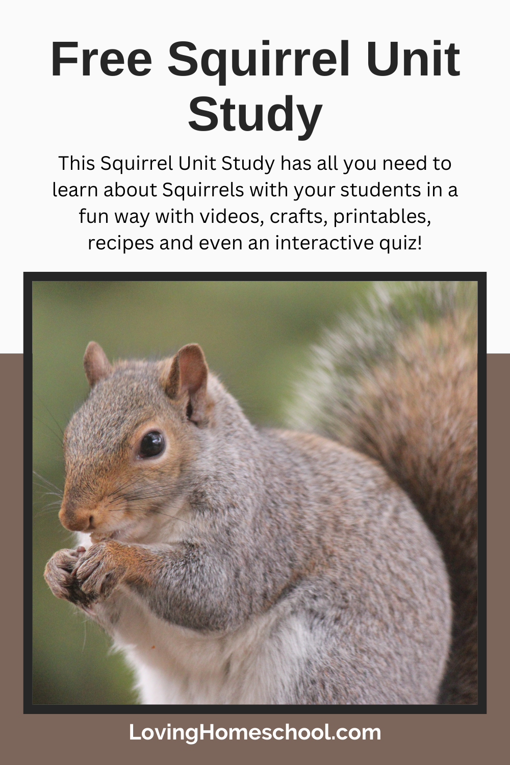 Squirrel Unit Study Pinterest Pin