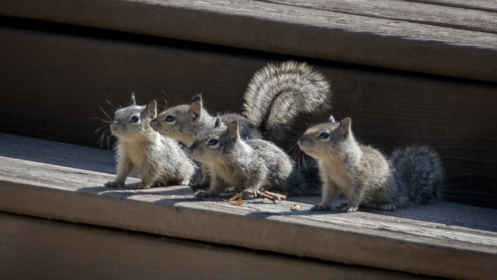 four squirrels on a step