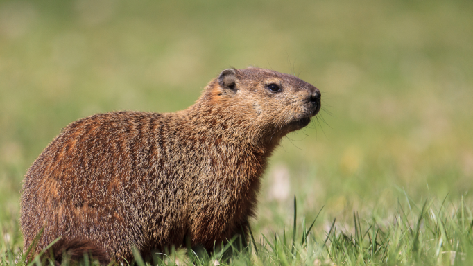 groundhog on four legs in grass