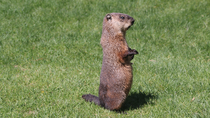 groundhog standing on back legs in grass