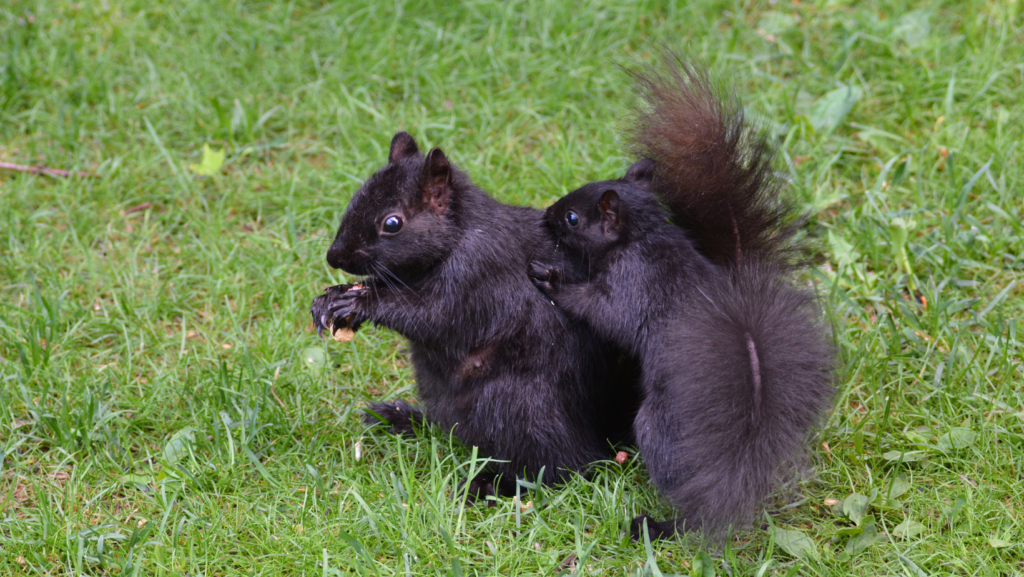 two black squirrels in grass