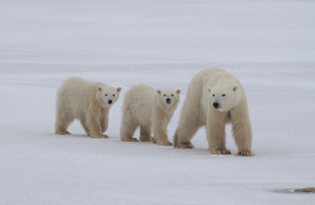 mother polar bear with 2 cubs following her on the ice