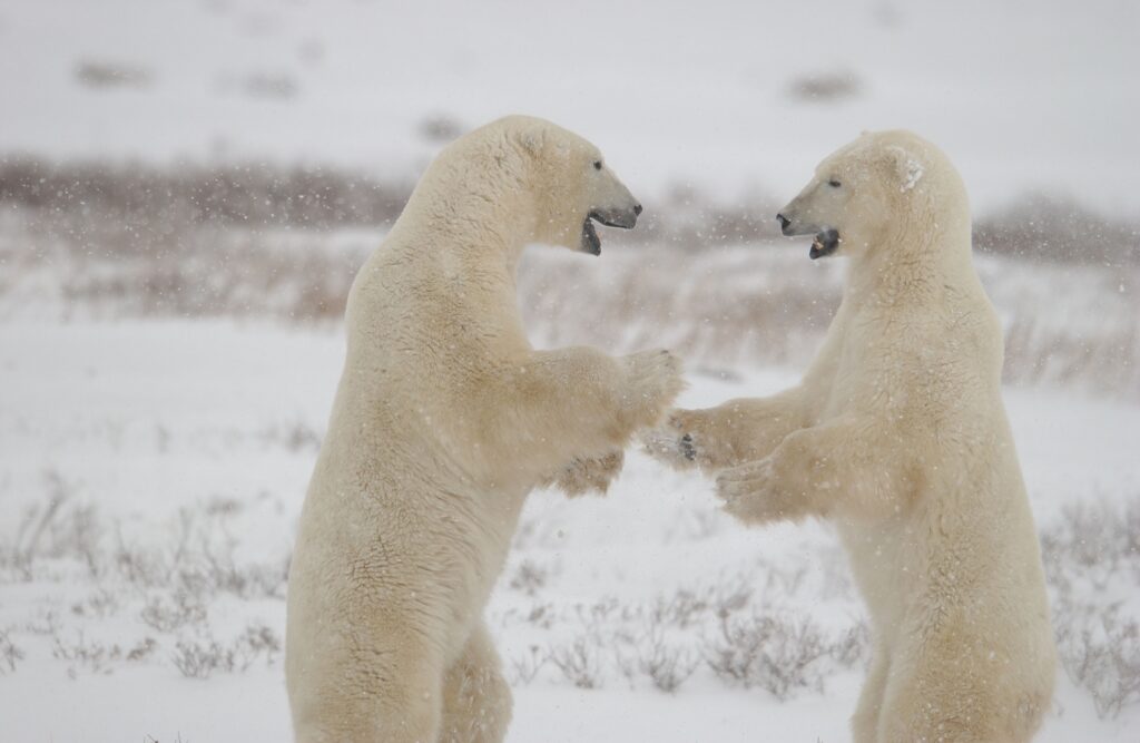 2 polar bears standing up and fighting with mouths open