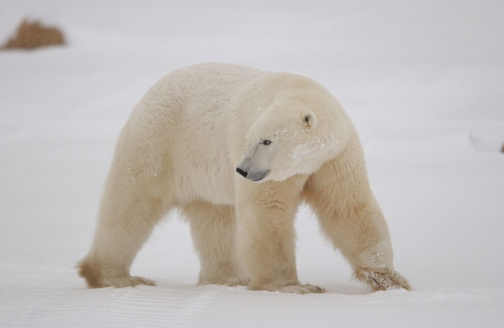 polar bear in the snow