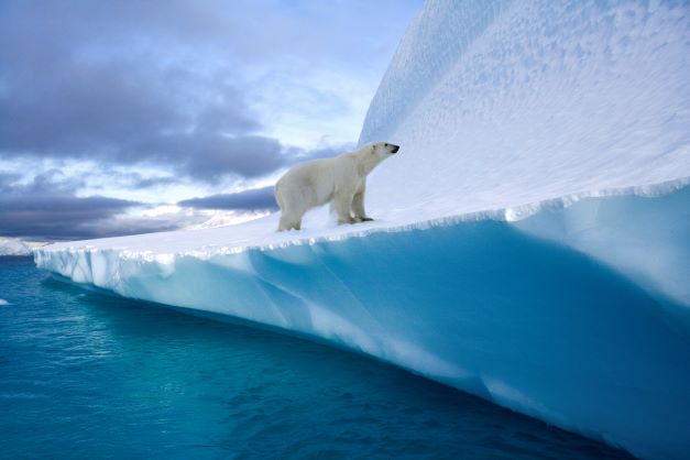 polar bear on beautiful iceberg and blue water