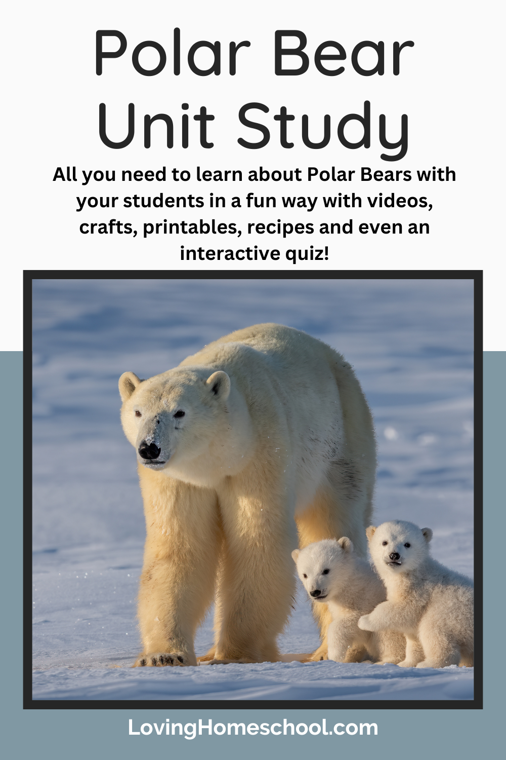 Polar Bear Unit Study Pinterest Pin